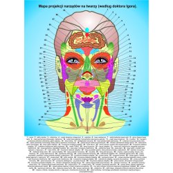 Poster of the organ zone on the face 60x84 cm