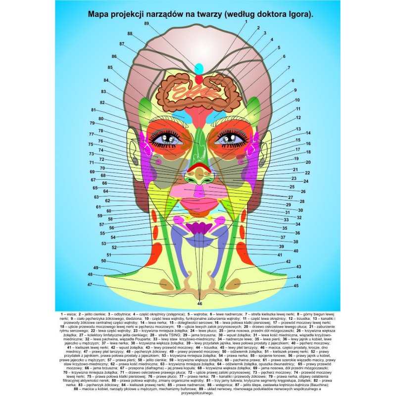 Mapa projekcji narządów na twarzy