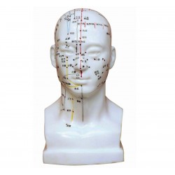 Model głowy 20 cm - z punktami akupunkturowymi