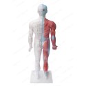 Model człowieka 84 cm