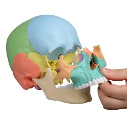 Model czaszki z odcinkiem szyjnym kręgosłupa