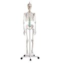 Szkielet z mięśniami 178 cm