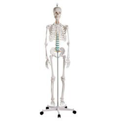 Pełnowymiarowy szkielet anatomiczny człowieka OSCAR - 178 cm