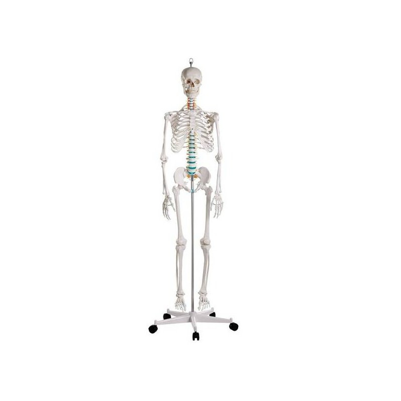 Szkielet z mięśniami 180 cm
