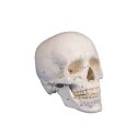 Model czaszki z odcinkiem szyjnym kręgosłupa