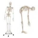 Elastyczny szkielet człowieka z ruchomym kręgosłupem - 176 cm