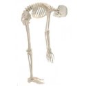 Szkielet z mięśniami 180 cm