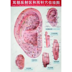 Ear poster 48 x 68 cm - acupuncture points
