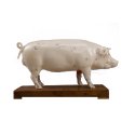 Model świni