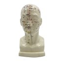 Kopfmodell 20 cm - mit Akupunkturpunkten