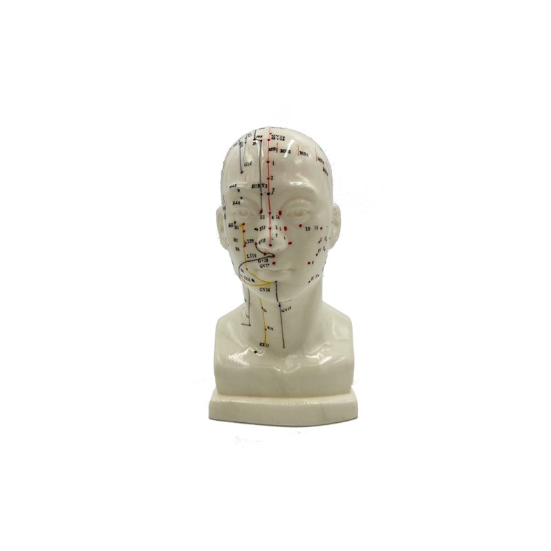 Head model 20 cm - with acupuncture points