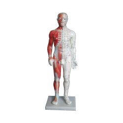 Model mężczyzny 55cm przedstawiający punkty akupunkturowe i mięśnie