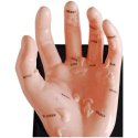 Model ręki ilustrujący punkty organów