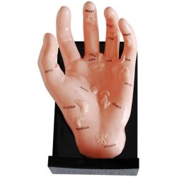 Model ręki ilustrujący punkty organów