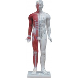 Human model 84 cm - with acupuncture points