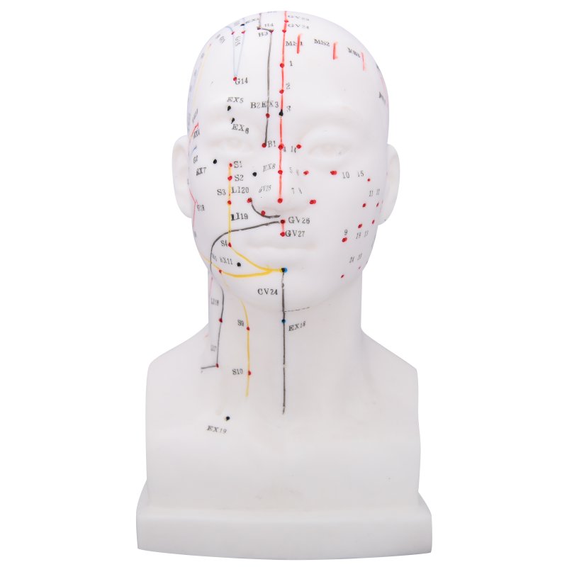 Head model 20 cm - with acupuncture points