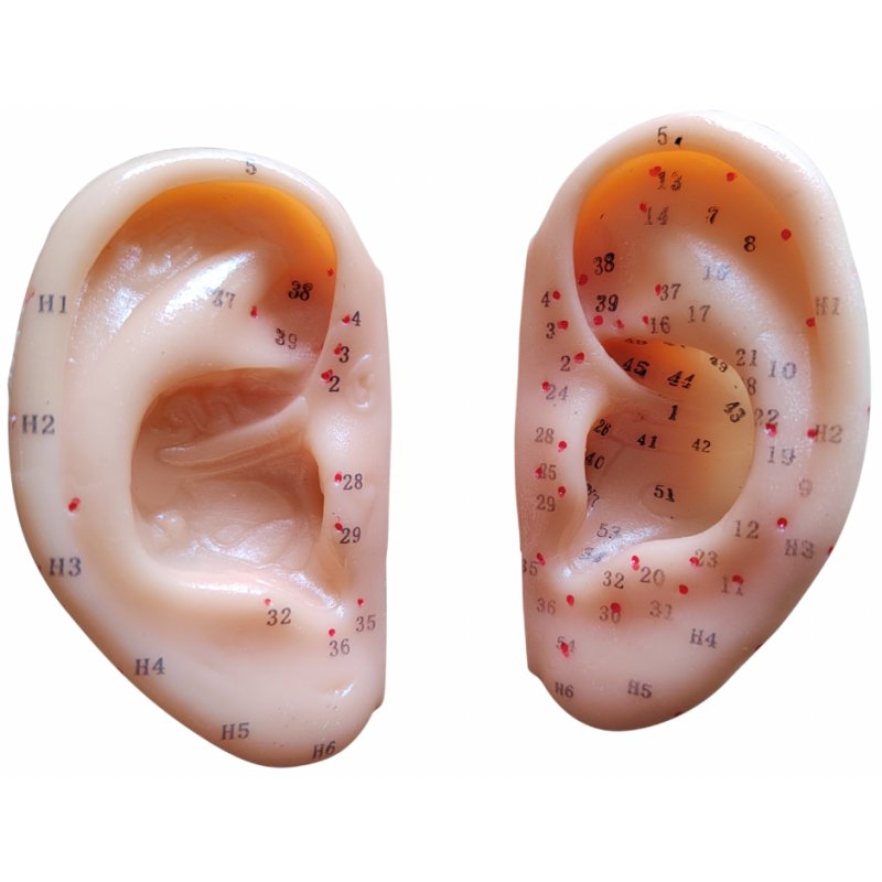 Model ucha do akupunktury - para (2 szt.) - 8 cm