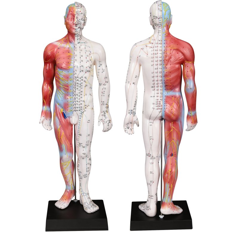 55cm male model showing acupuncture points and muscles