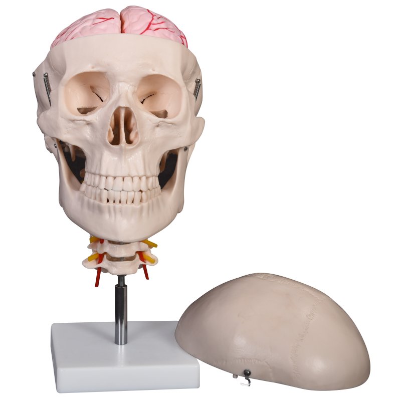 Model czaszki z mózgiem i odcinkiem kręgosłupa szyjnego - 8 części