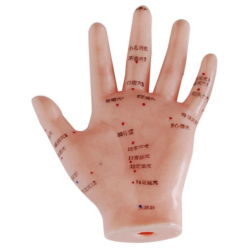 Human Hand Acupuncture Model- Left Hand