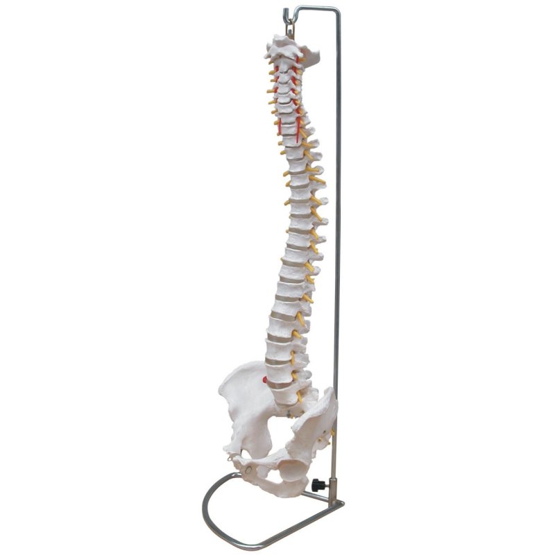 Model of the spine with a pelvis