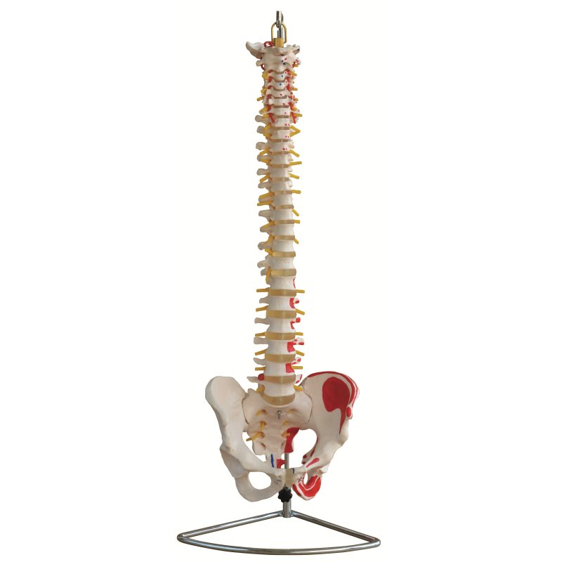 Anatomical model of the spine with a pelvis and painted muscles