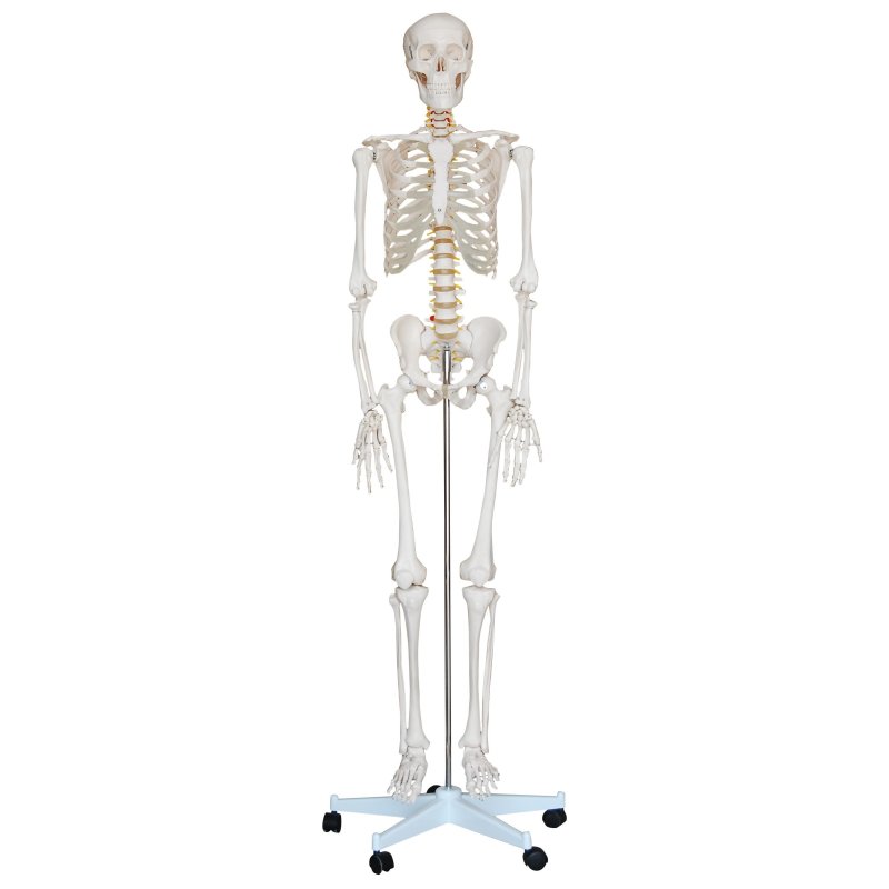 Model szkielet człowieka - rozmiar rzeczywisty 180 cm