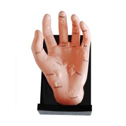 Hand model illustrating organ points