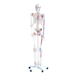 Szkielet z mięśniami i więzadłami 180 cm